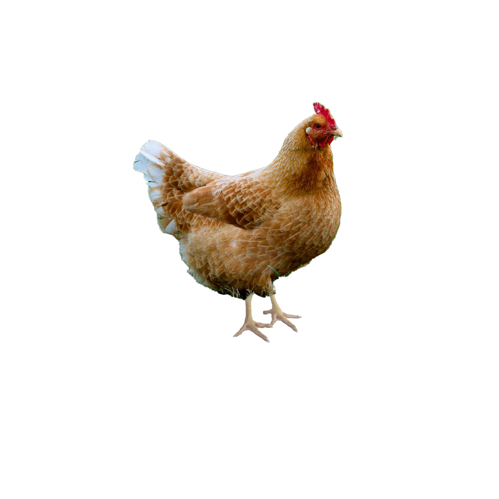 Free Range Chicken RM25/KG
