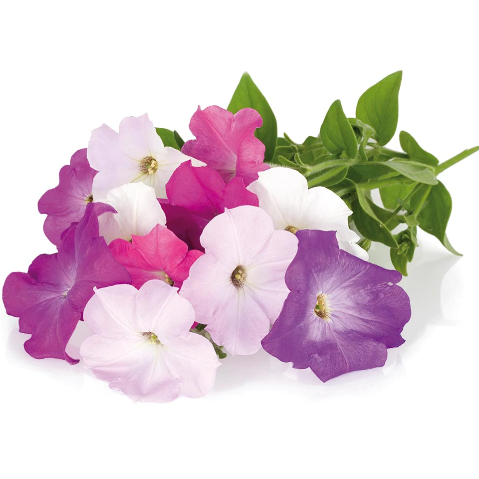 Petunia Plant Pods for Smart Garden