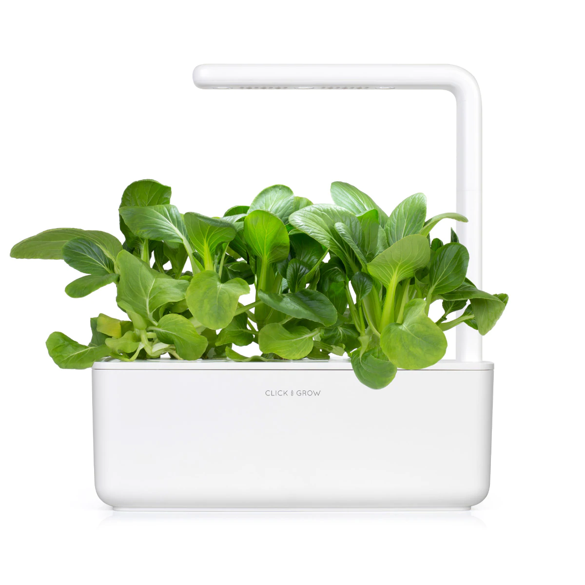 Pak Choi Plant Pods for Smart Garden