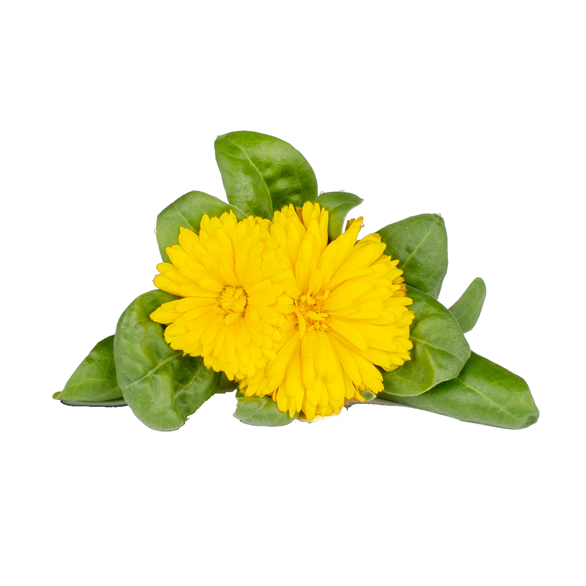 Calendula Plant Pods for Smart Garden