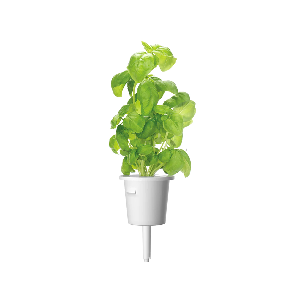Basil Plant Pods for Smart Garden