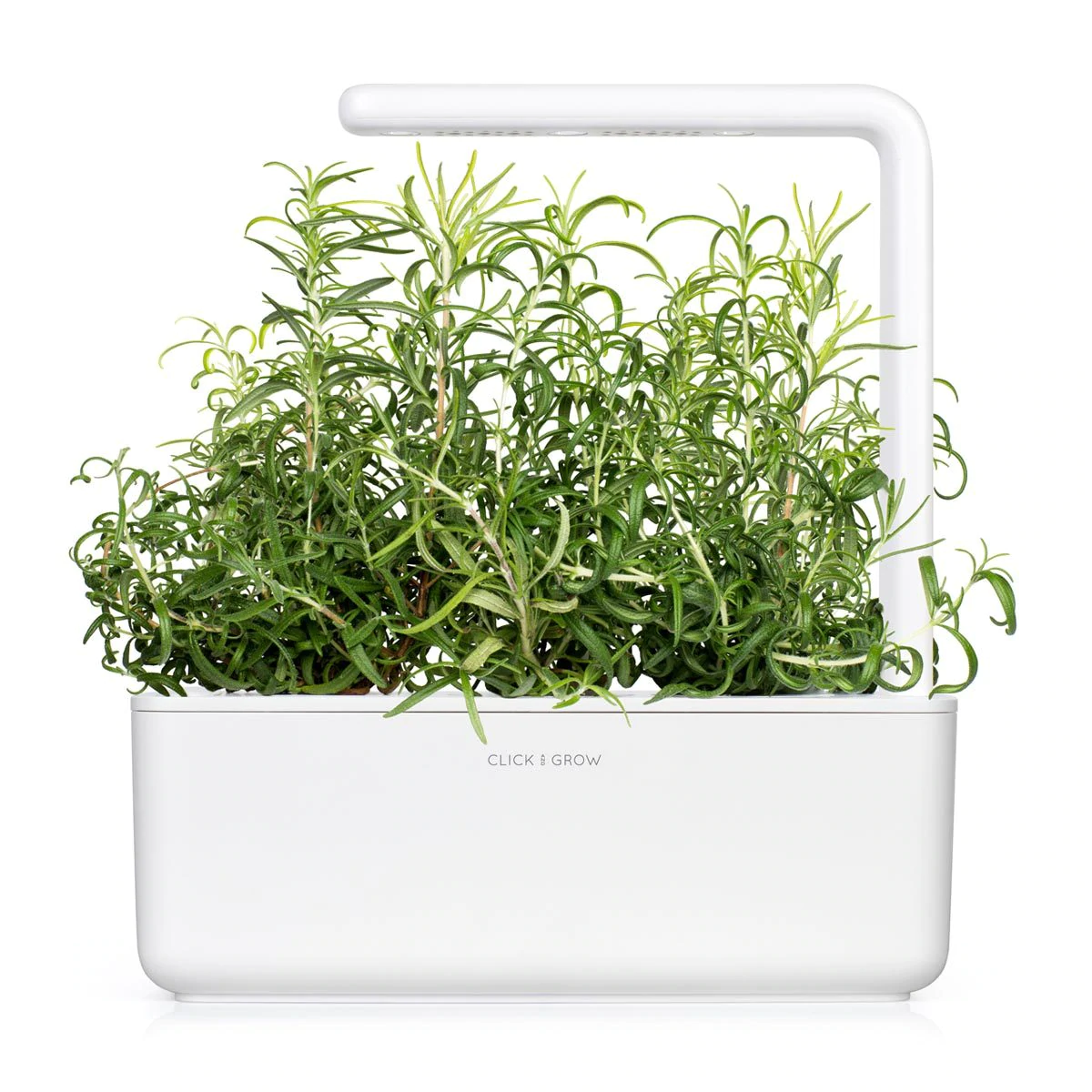 Rosemary Plant Pods for Smart Garden