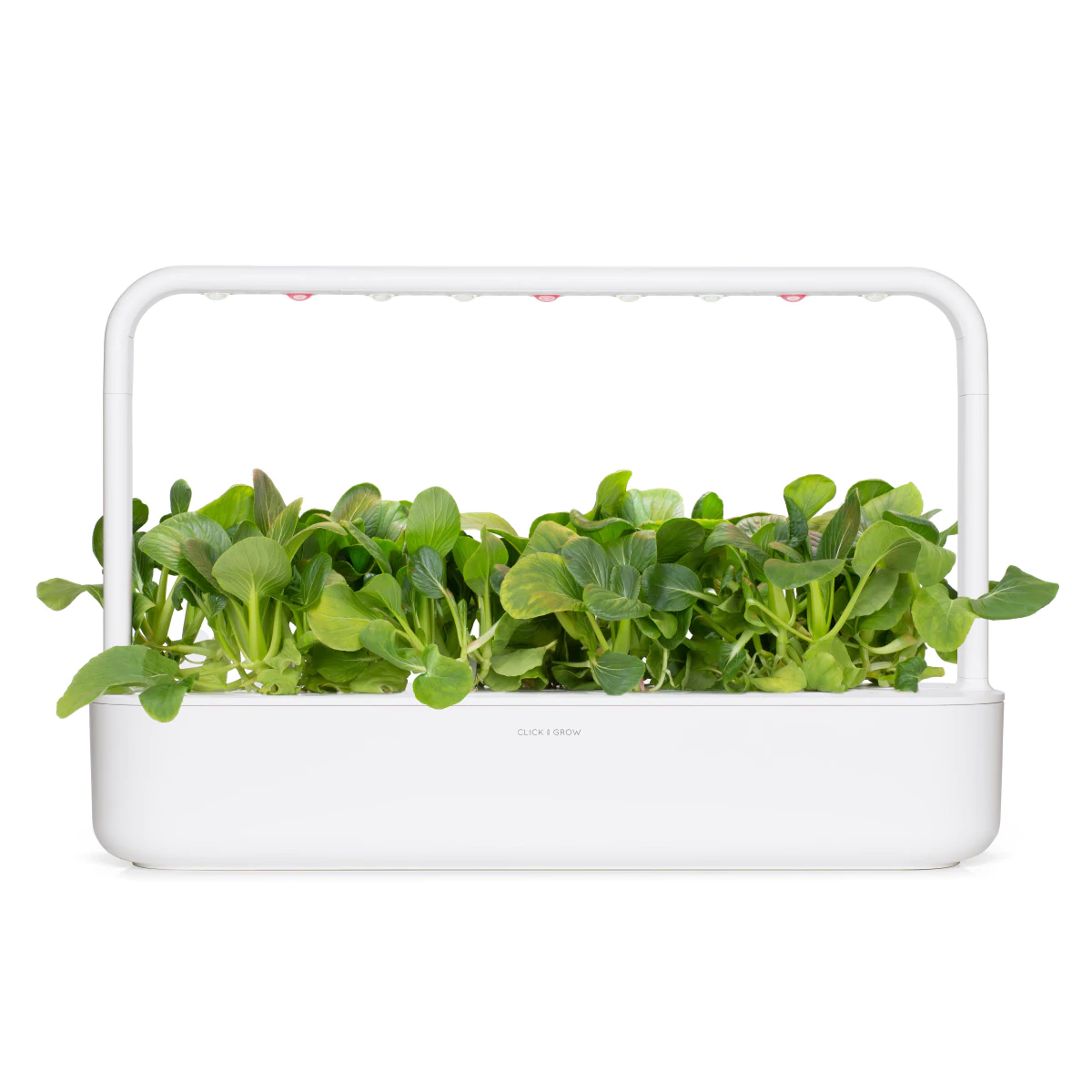 Pak Choi Plant Pods for Smart Garden