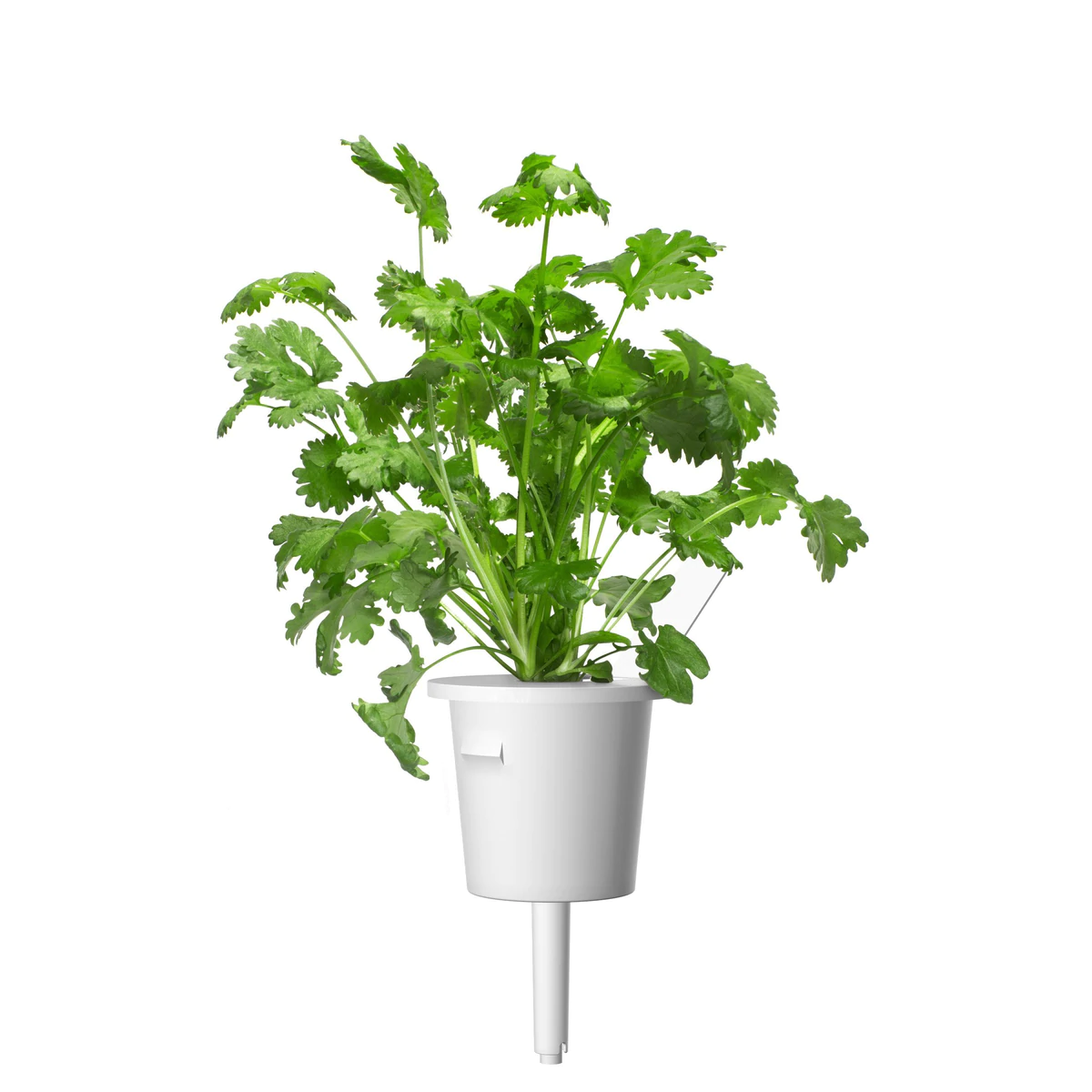 Coriander Plant Pods for Smart Garden