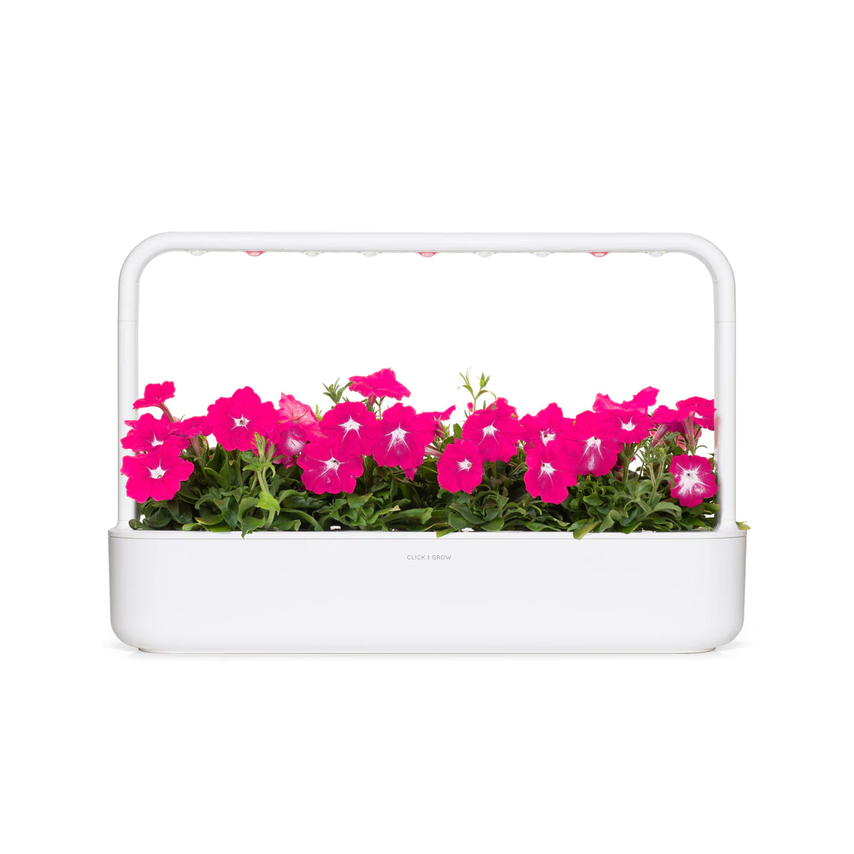 Pink Petunia Plant Pods for Smart Garden