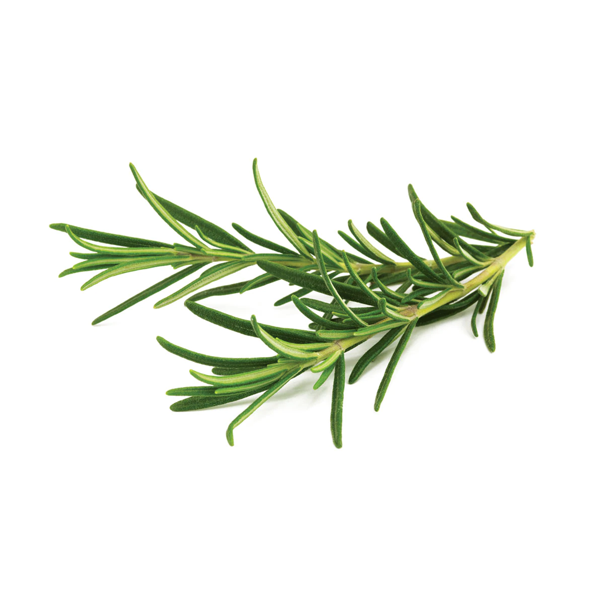 Rosemary Plant Pods for Smart Garden