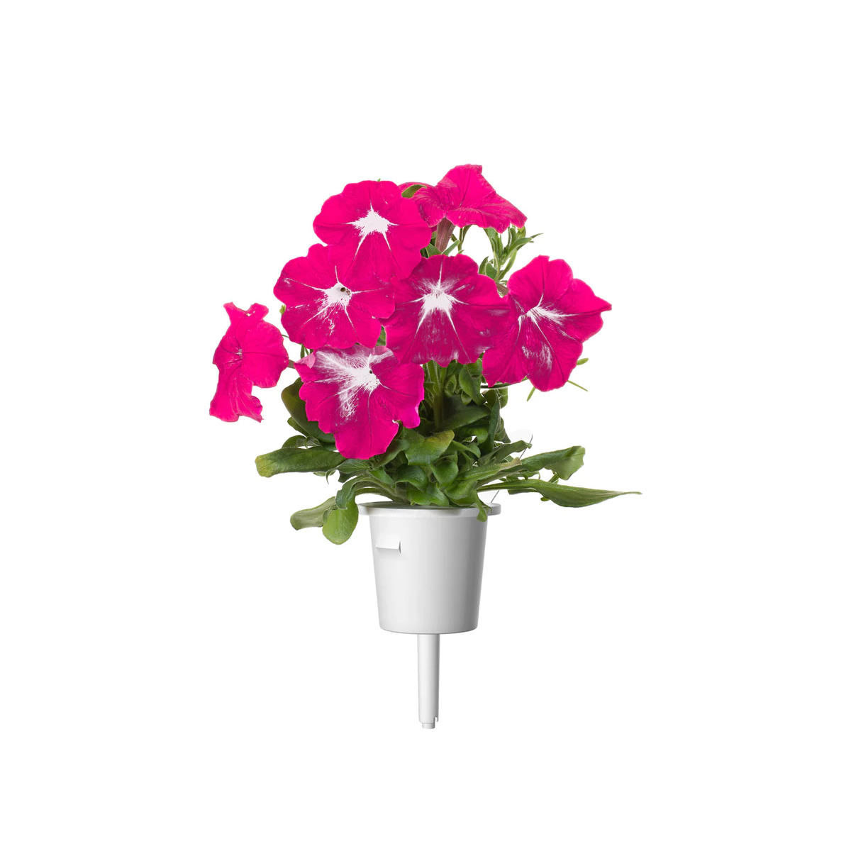 Pink Petunia Plant Pods for Smart Garden