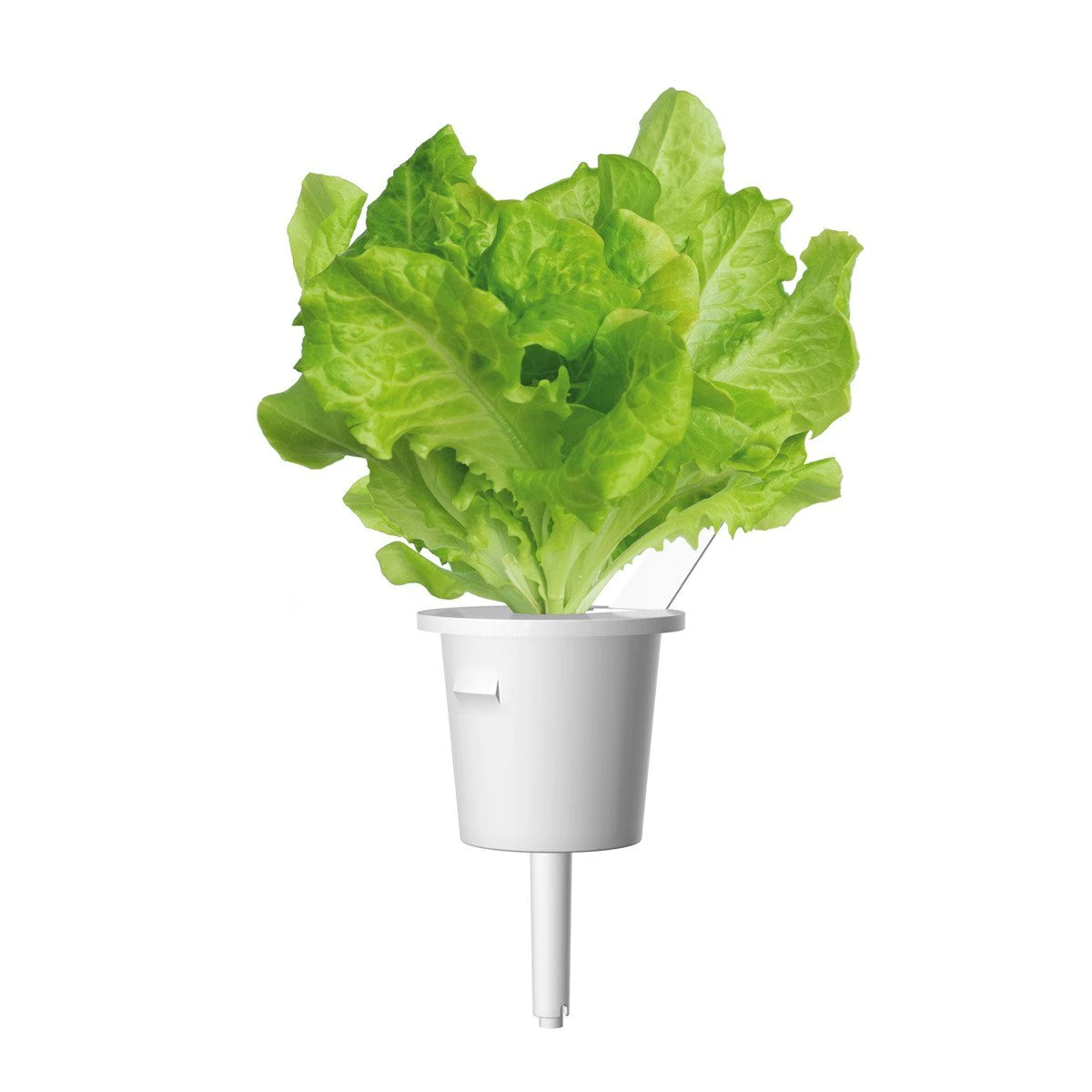 Green Lettuce Plant Pods for Smart Garden