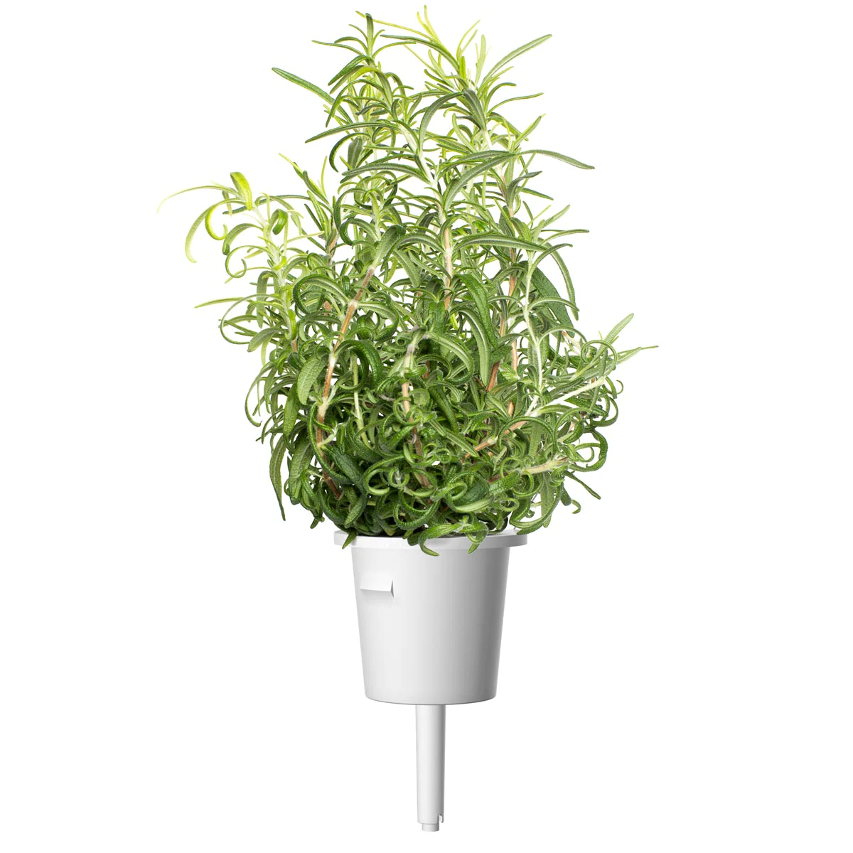 Rosemary Plant Pods for Smart Garden