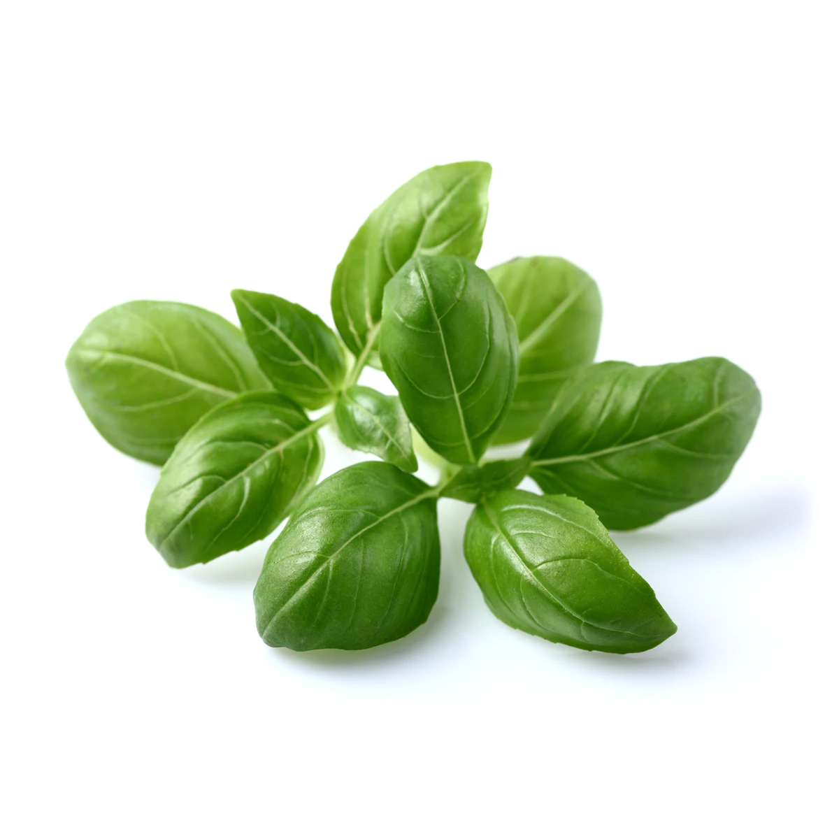 Basil Plant Pods for Smart Garden