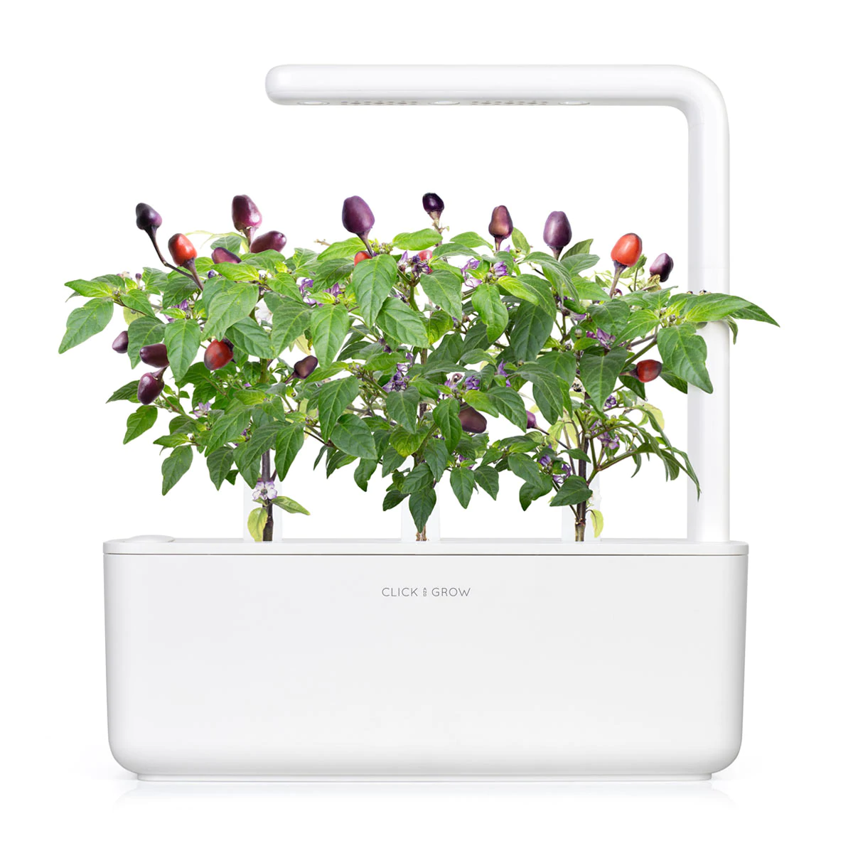 Purple Chili Pepper Plant Pods for Smart Garden