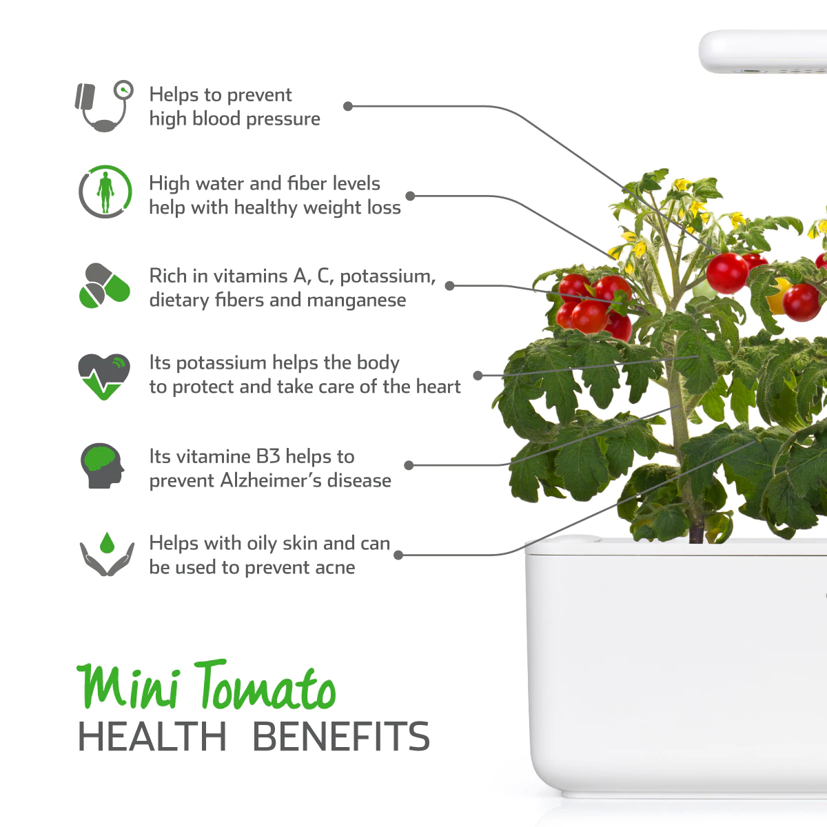 Mini Tomato Plant Pods for Smart Garden