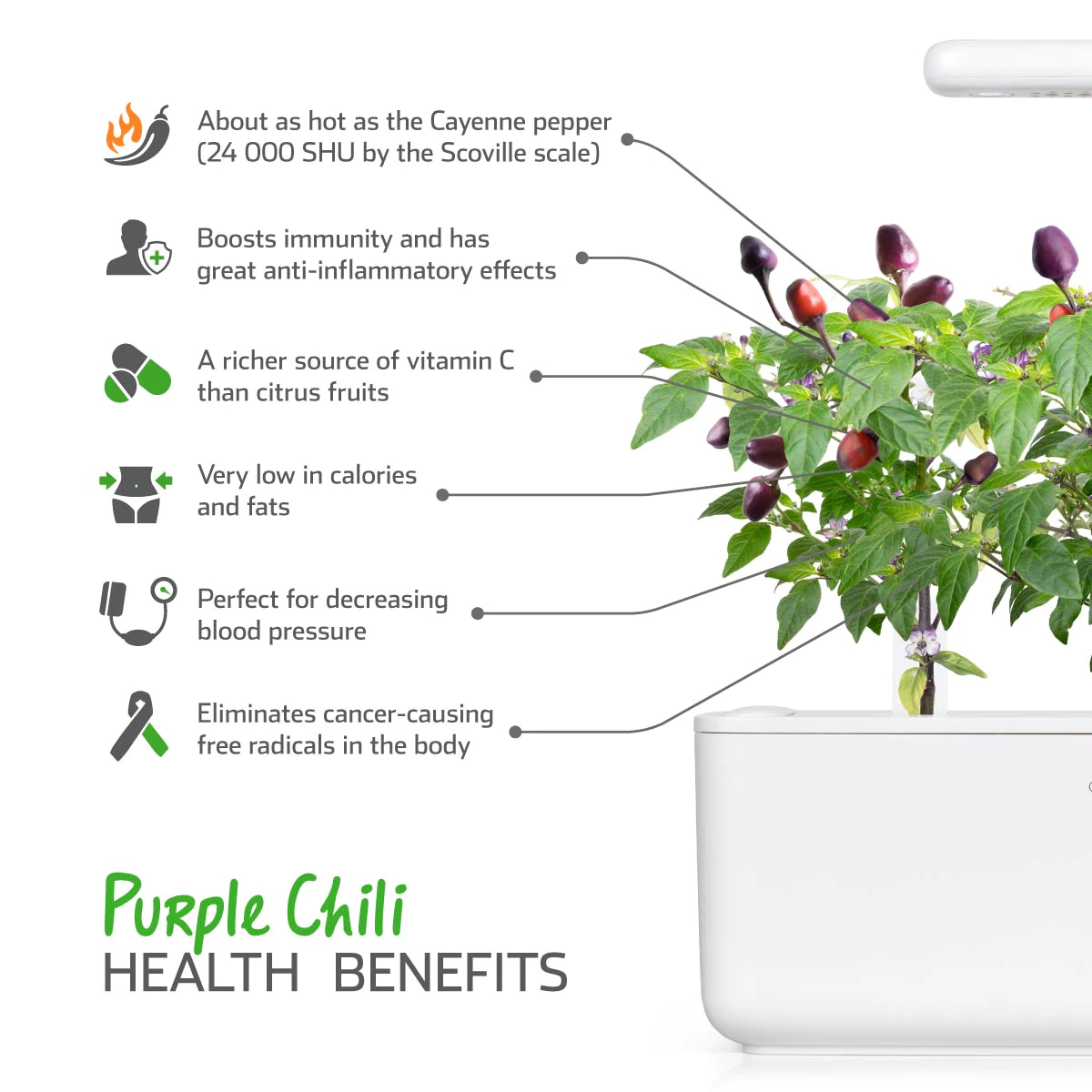 Purple Chili Pepper Plant Pods for Smart Garden