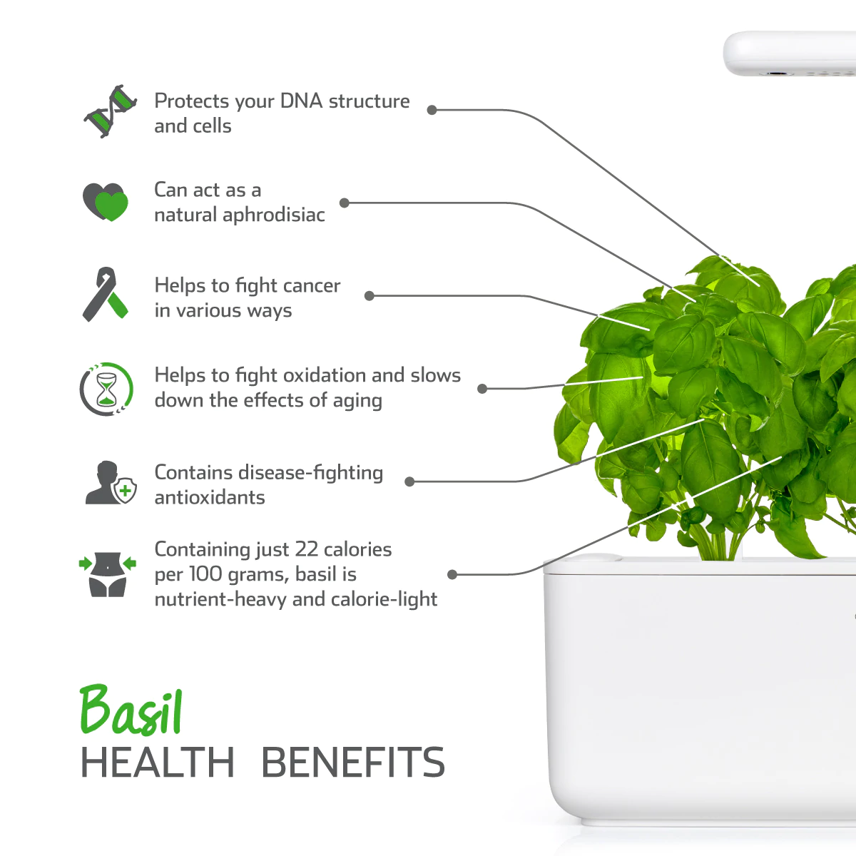 Basil Plant Pods for Smart Garden