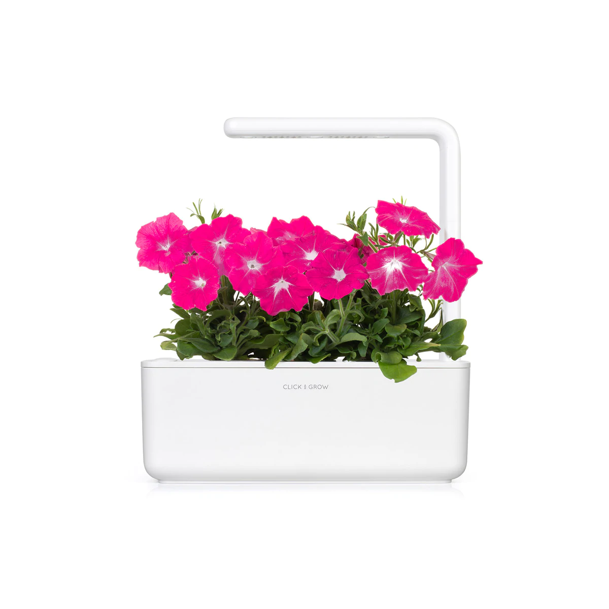 Pink Petunia Plant Pods for Smart Garden