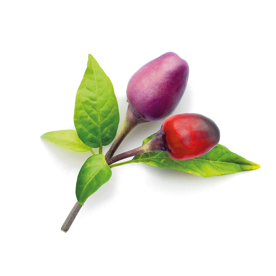 Purple Chili Pepper Plant Pods for Smart Garden