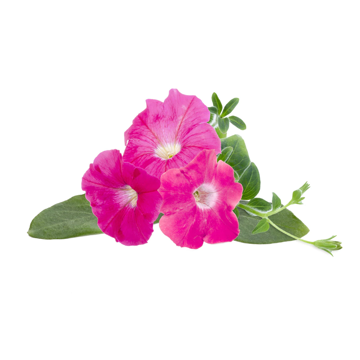 Pink Petunia Plant Pods for Smart Garden