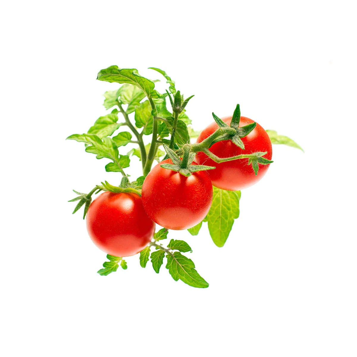 Mini Tomato Plant Pods for Smart Garden