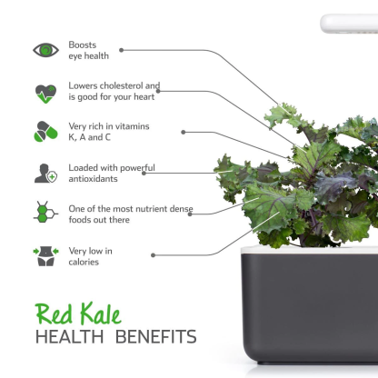 Red Kale Plant Pods for Smart Garden