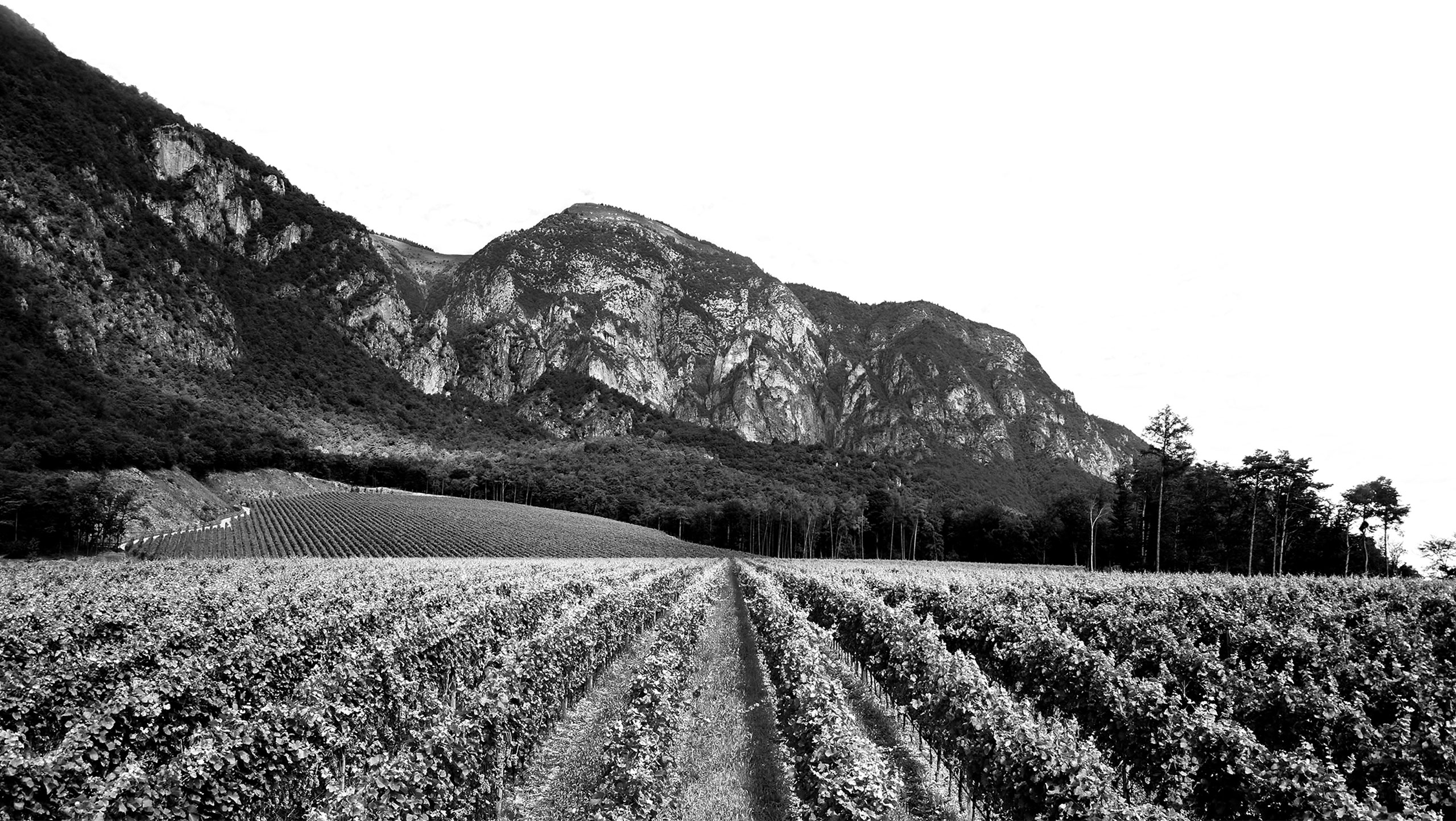 Giulio Ferrari Rose Premium Wine 