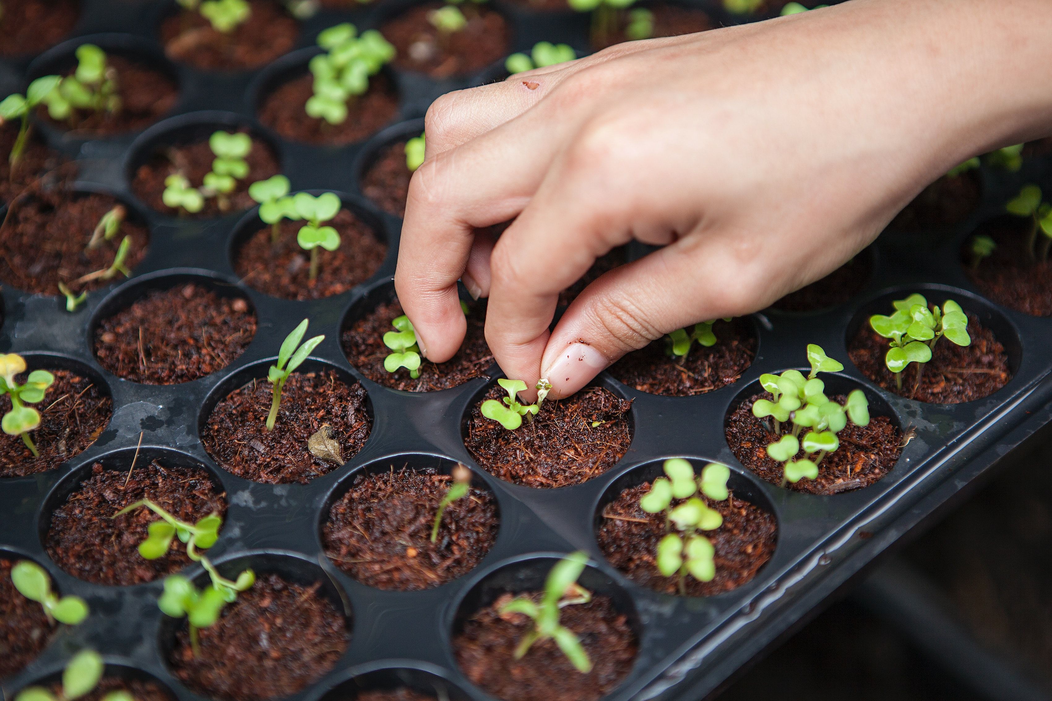 How to: Be a farmer in Singapore