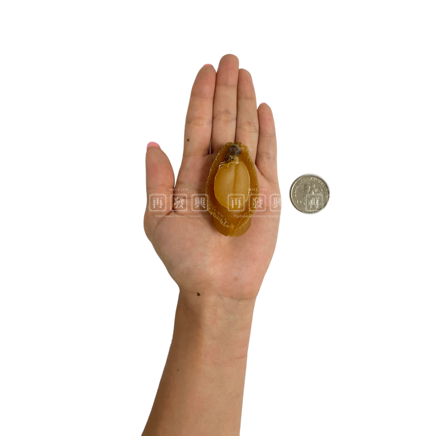 Natural Dried Aomori Abalone 