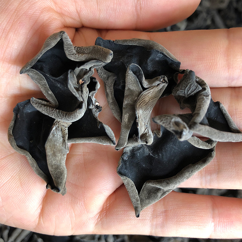 黑木耳-YINGFAI  INTERNATIONAL TRADE LIMITED