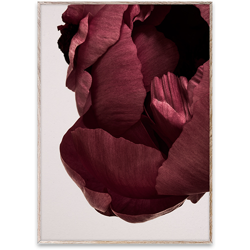 Paper Collective Wall Art Print Poster - Peonia 02