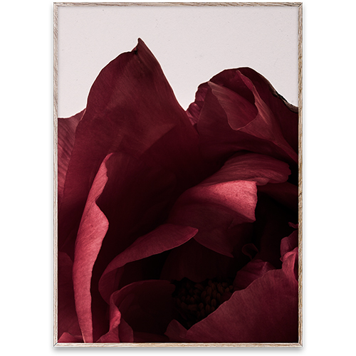 Paper Collective Wall Art Print Poster - Peonia 03