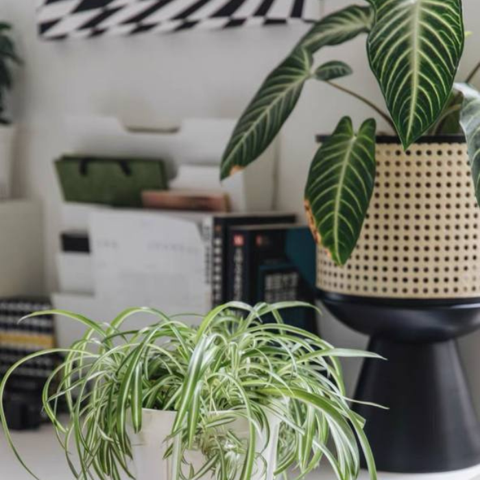 Rattan planter flower pot stand with black base