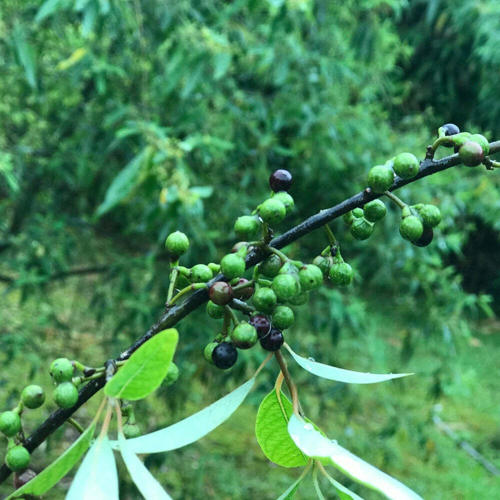 台灣野生馬告山胡椒 Maqaw-Mountain Pepper