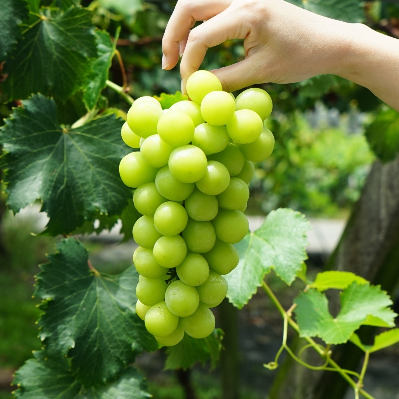 [Delivery 17 Aug; Pre-order] Pesticide-free XXL Single-branch Muscat Grapes 巨果麝香葡萄(單串禮盒)