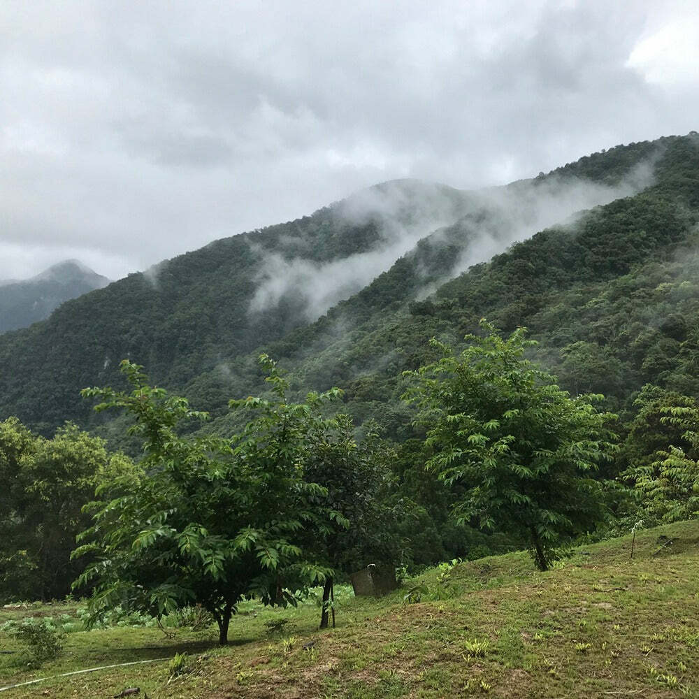 台灣野生馬告山胡椒 Maqaw-Mountain Pepper