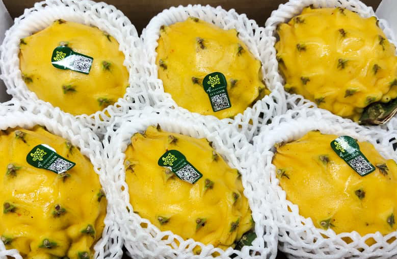 Ecuador Yellow Dragon Fruit / Pitaya