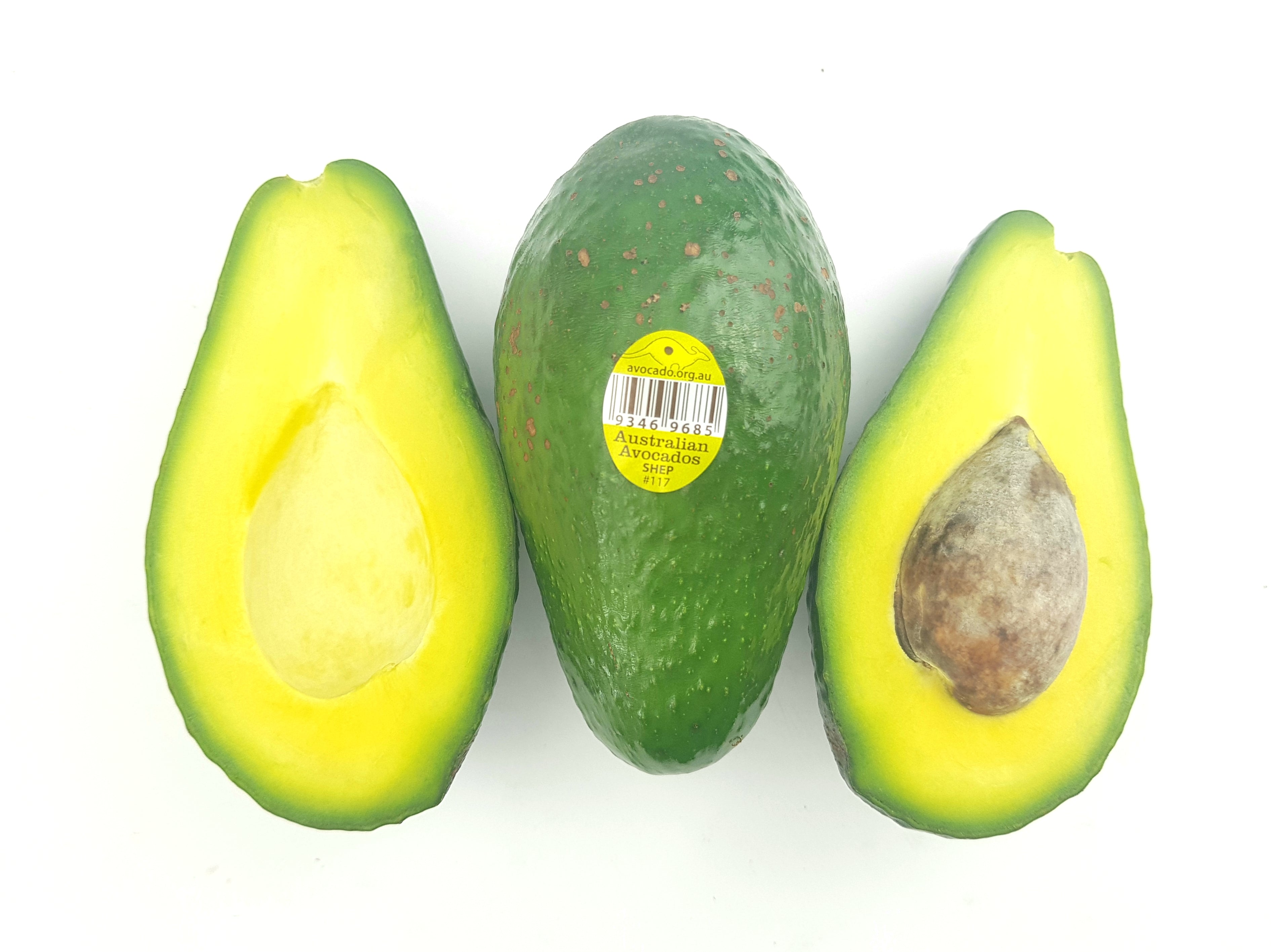 Australian Shepherd Avocado