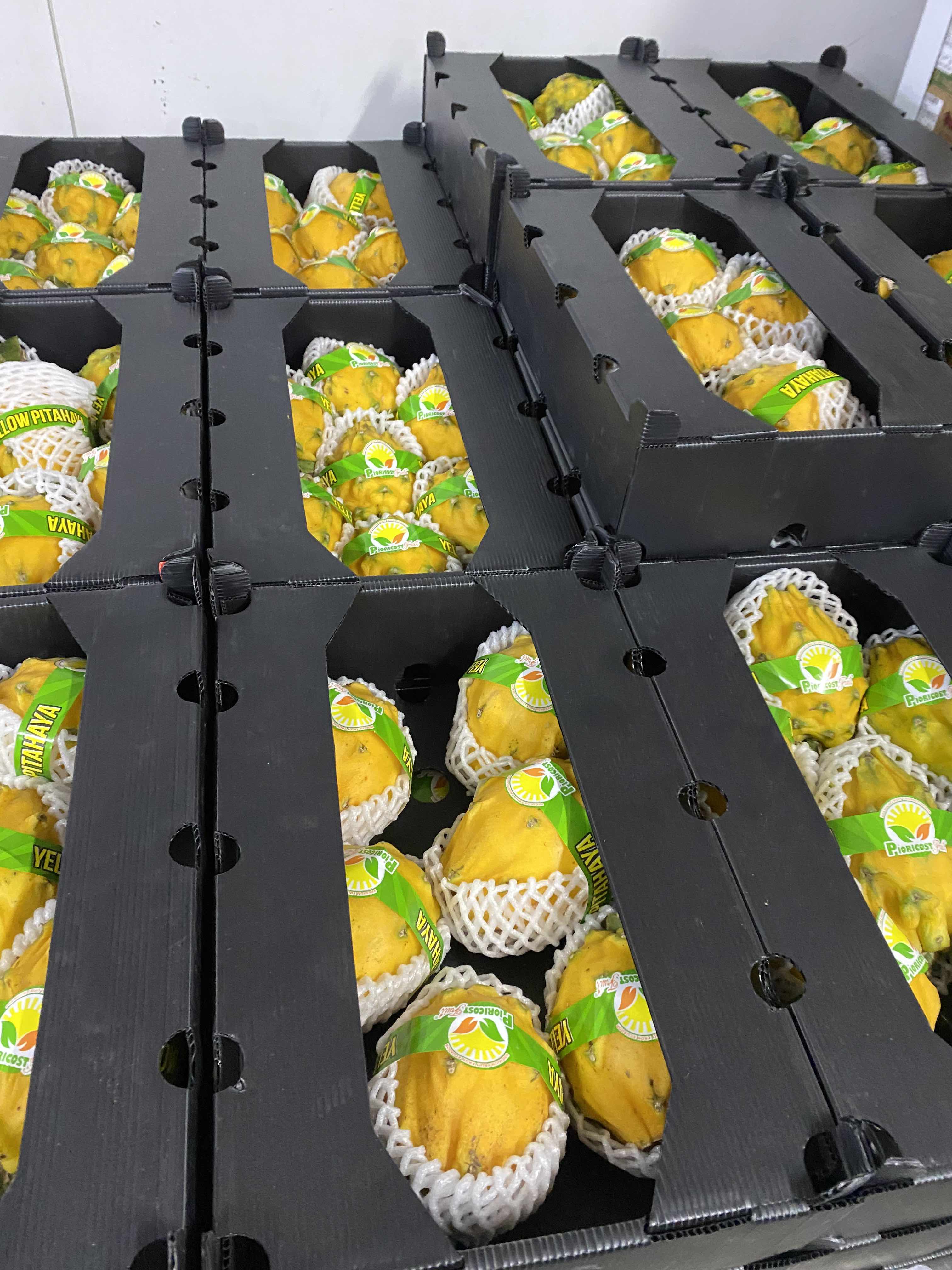 Ecuador Yellow Pitaya 1 ctn