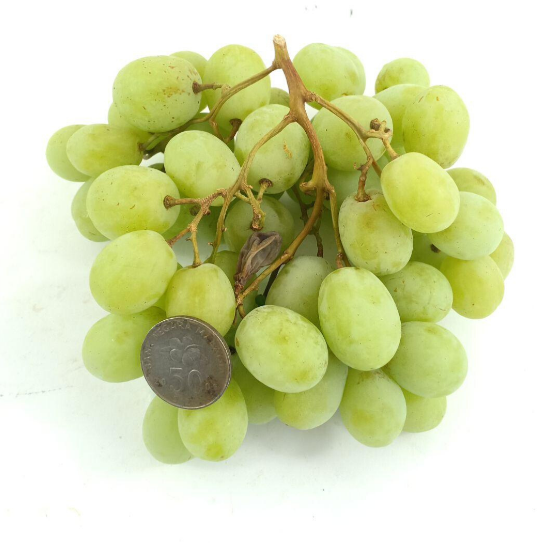 South African Sweet Globe Green Seedless Grapes