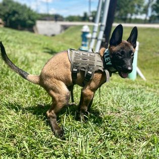 Belgian malinois tactical sales vest