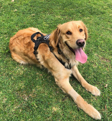 Kiloniner - M1 Lightspeed Harness for Pets