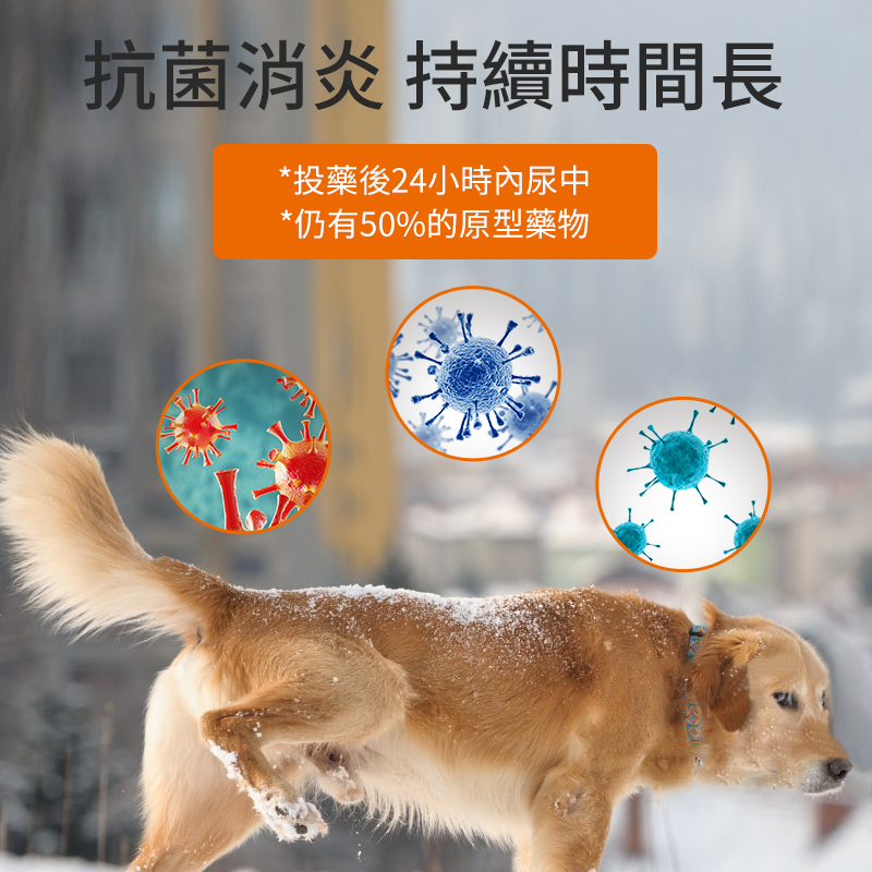 寵物頭孢消炎藥