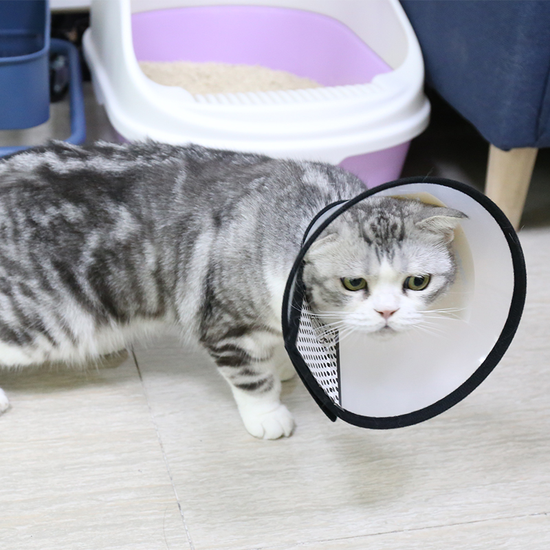 寵物防舔咬伊利沙白脖圈