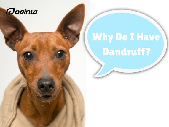 為什麽我的狗有頭皮屑？