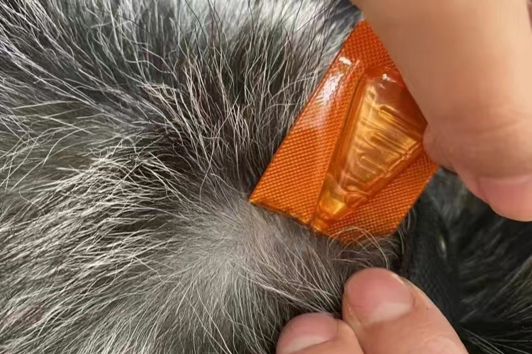 Dog Dandruff Treatment