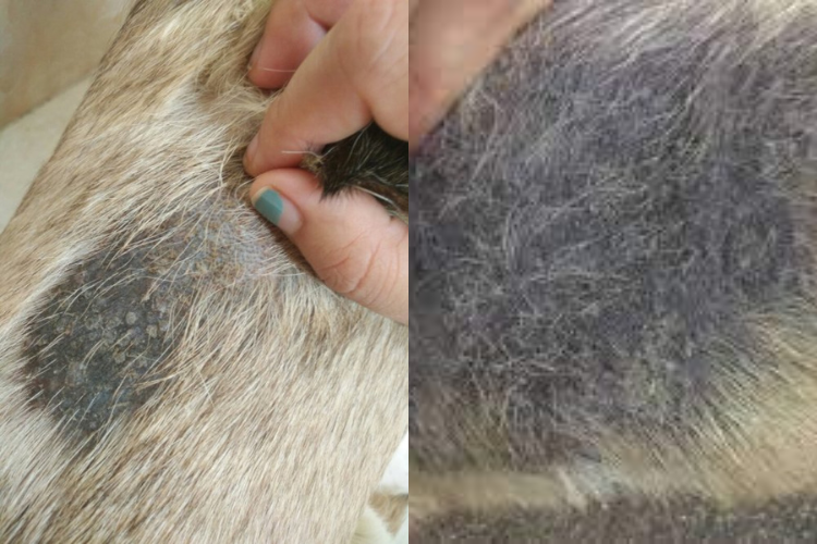Dog Skin Disease Pictures