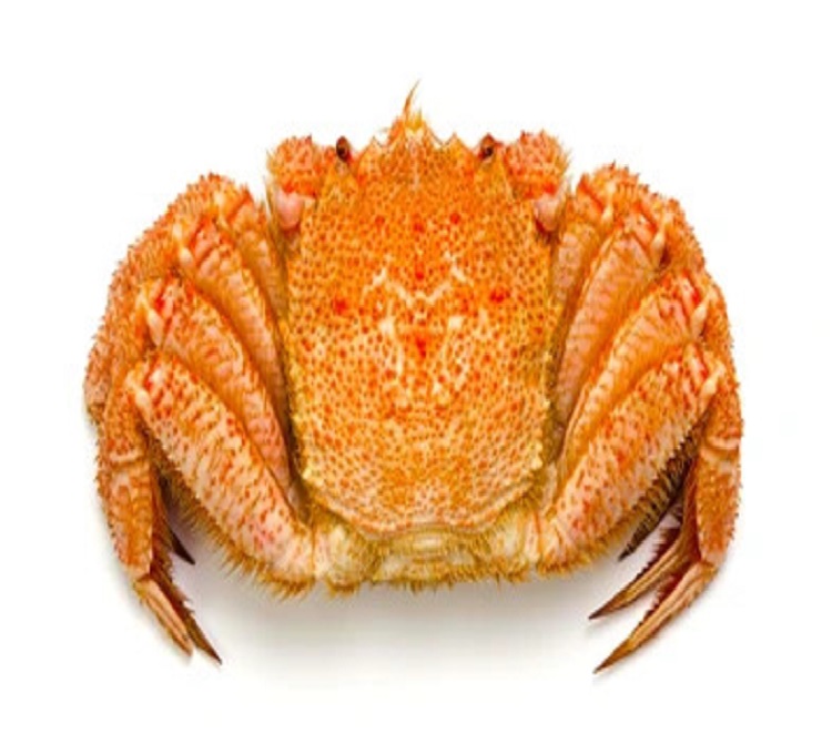 Sea Hairy Crab 700-800g/PC
