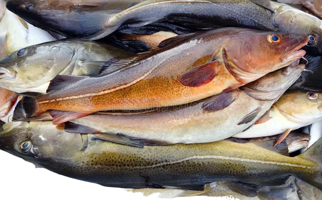 Hokkaido Pacific Cod Fish 5 - 6kg/ pc, 2pcs/ Box