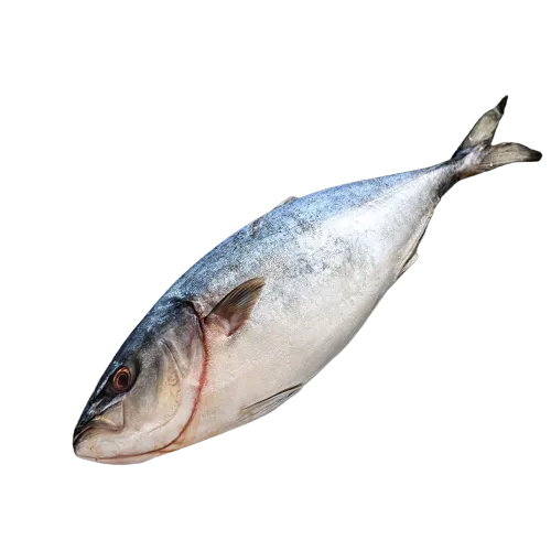 Live Chilled Yellowtail Hamachi Fish 4-5kg
