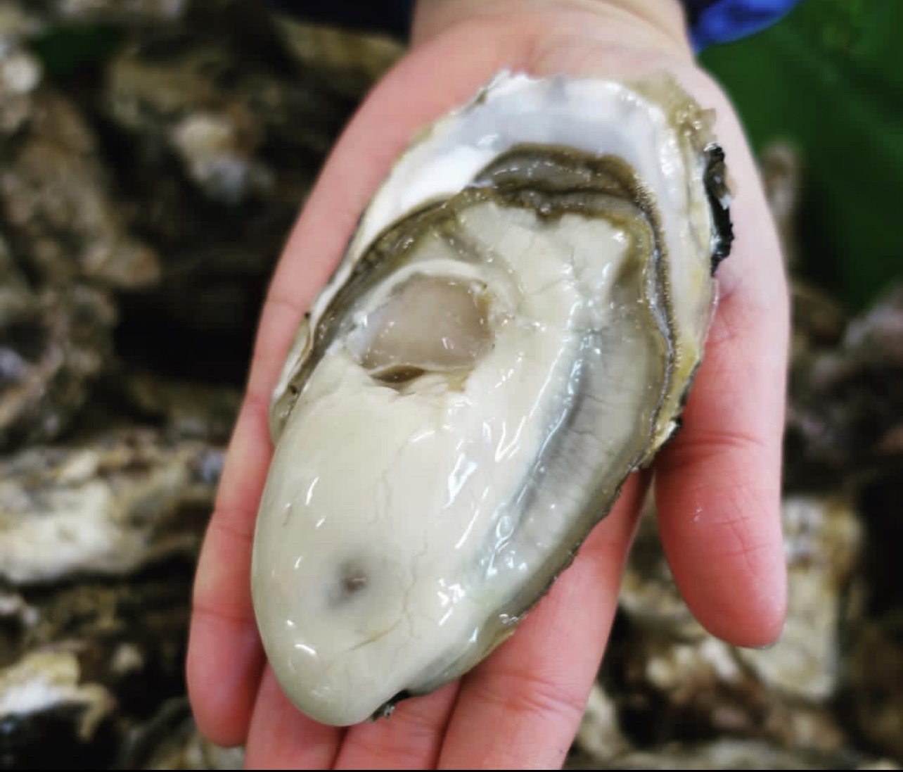 Frozen Hyogo Murotsu Oysters 5080g/pc x 12pcs