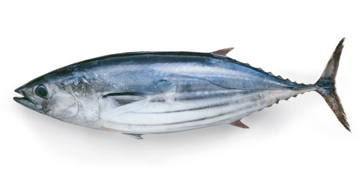 Fresh Chilled Skipjack Tuna (Katsuo)