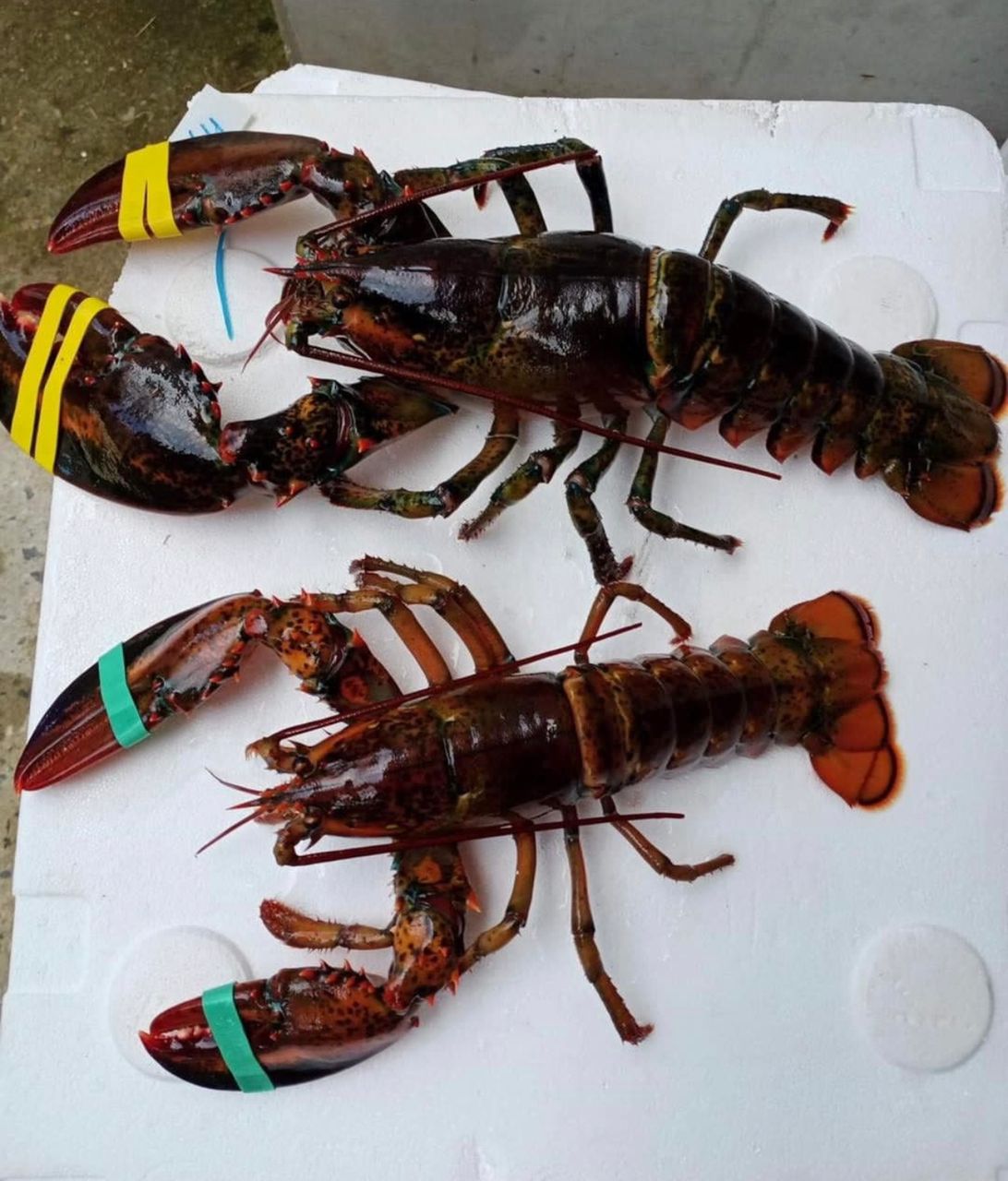 (Live) Lobster From Canada 500g /pc